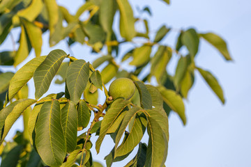 Wall Mural - Walnut on a tree branch ripens for harvest. Authentic farm series.