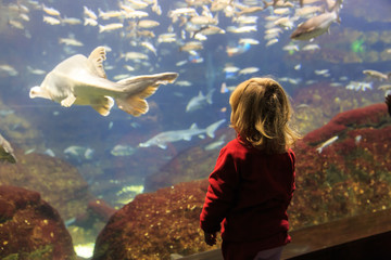 Wall Mural - little girl watching fishes in a large aquarium