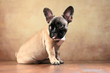 © Jana Behr - sitzender Französischer Bulldoggen Welpe