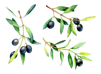 set of hand drawn watercolor olive branches.