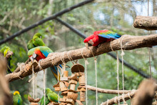 The Red, Blue And Yellow Macaw In Brazil