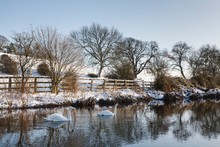 Swans On A River In Winter