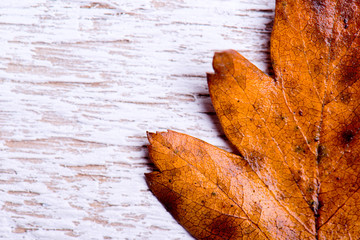 Wall Mural - autumn composition. brown leaf on white wooden background.