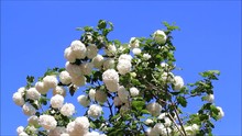 Snowball Bush Viburnum Against Blue Sky

