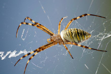 Macro Photography Of Striped Wasp Spider