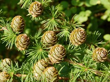 Larch Tree With Cones