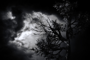 Wall Mural - halloween background with spooky forest and full moon
