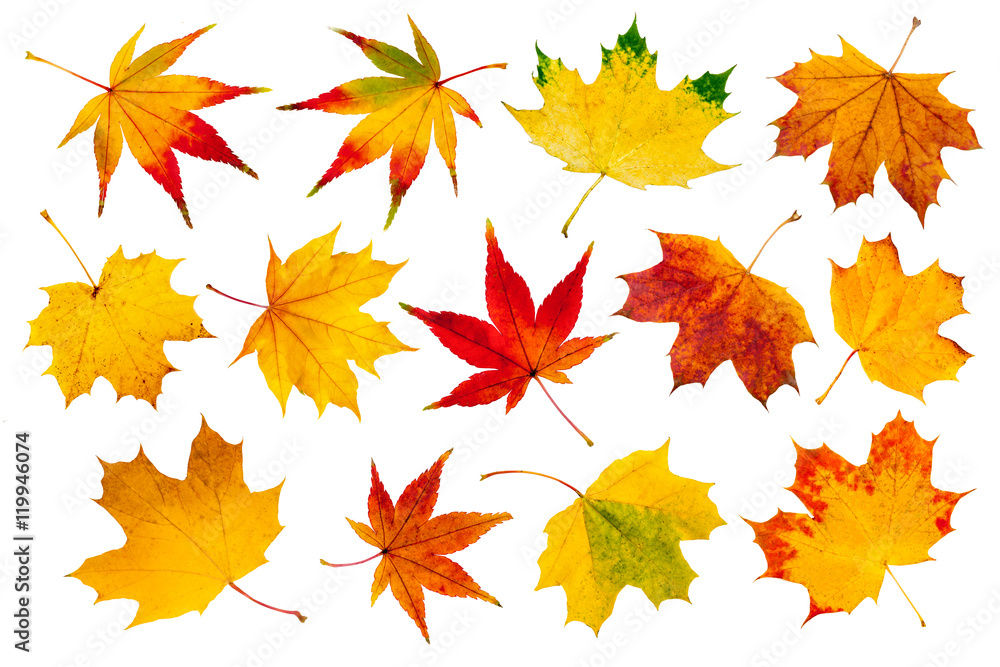 Bunte Herbstblätter Collage vor weißem Hintergrund - obrazy, fototapety, plakaty 