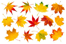 Leaves Collage Sheet Free Stock Photo Public Domain Pictures leaves-collage-sheet-free-stock-photo-public-domain-pictures