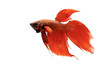 © wisannumkarng - Red fighting fish on white background