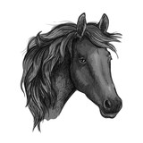 Fototapeta Konie - Sketch of black horse head of arabian breed