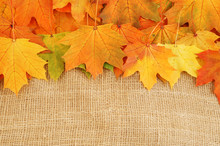 Maple Leaves On Sack Background