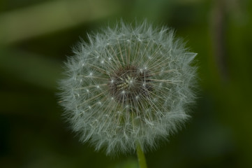 Taraxacum