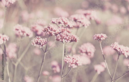 Zdjęcie XXL Pole różowe kwiaty; odbarwieniem natury backgruond