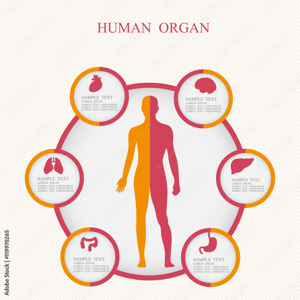 Vector illustration of medicine infographics. Schematic description of ...