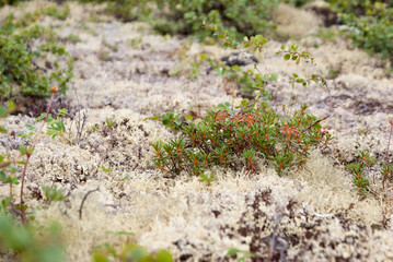 Moss closeup