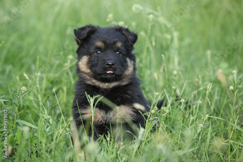 Beautiful puppy of bohemian shepherd Stock Photo | Adobe Stock