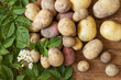 Kartoffeln mit frischen grünen Blättern und Blüten einer Kartoffelpflanze auf Holz