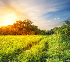Wall Mural - road in green grass of the forest