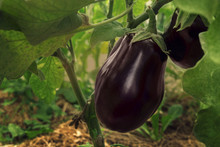 Large Purple Eggplant Grows In The Ground In Agriculture