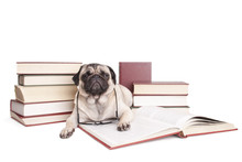 Lieve Kleine Hond, Mopshond, Omringd Door Boeken Kijkt Verstoord Op Uit Boek Met Leesbril Om Nek, Geisoleerd Op Witte Achtergrond