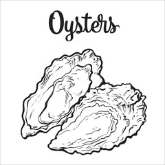 Wall Mural - Fresh oyster, sketch style vector illustration isolated on white background. Drawing of oysters as luxury seafood delicacy. Edible underwater creature, healthy organic seafood or shellfish food