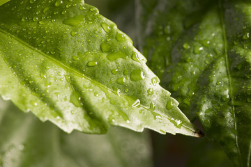 Nature detail of fresh green hibiscus leaf with water drops. Concept of freshness, growth and eco awareness.