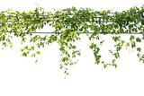 Fototapeta Sawanna - Ivy green with leaf on isolate white background