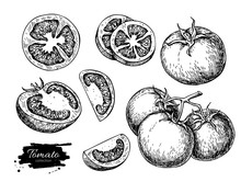 Tomato Vector Drawing Set. Isolated Tomato, Sliced Piece Vegetab