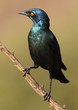 Cape Glossy Starling, Lamprotornis nitens, at Walter Sisulu Nati