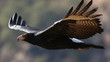 Verreaux's Eagle (Black Eagle), Aquila verreauxii, at Walter Sis