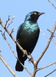 Cape Glossy Starling, Lamprotornis nitens, at Walter Sisulu Nati