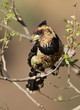 Crested Barbet, Trachyphonus vaillantii, at Walter Sisulu Nation
