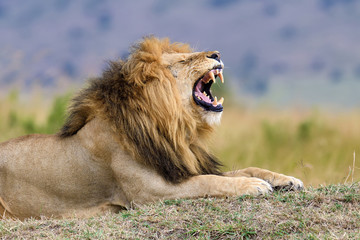 Wall Mural - close lion in national park of kenya