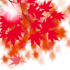 Wall Mural - Red maple leaves on the branches. Japanese red maple. Against the background of autumn leaves. illustration