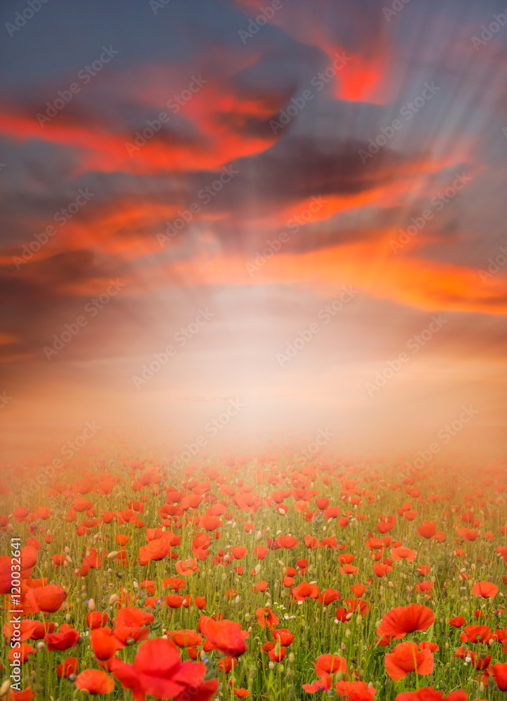 Red poppy field at sunset - obrazy, fototapety, plakaty 