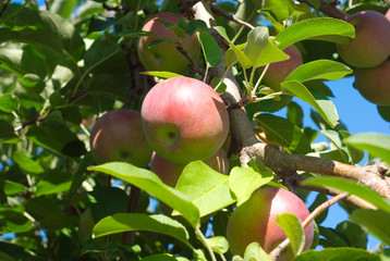 apples in a tree at the orchard leafs and branch
