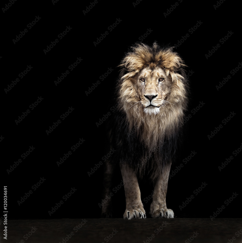 Portrait of a Beautiful lion, lion in the dark - obrazy, fototapety, plakaty 