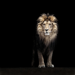 Wall Mural - Portrait of a Beautiful lion, lion in the dark