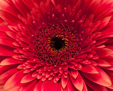 Large Red Daisy
