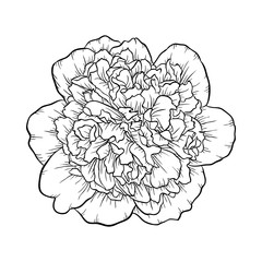 Wall Mural - black and white peony isolated on background.