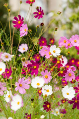 cosmos flowers blooming in the garden