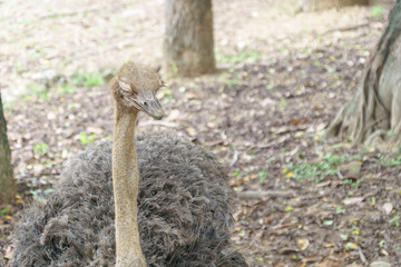 Australian Emu bird