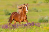 Fototapeta Konie - Beautiful red horse with long mane run at summer day in flowers