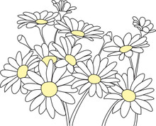 Daisies Outline