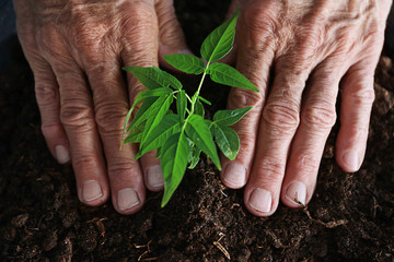 Wall Mural - Old man hands with plant in a ground