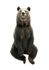 Wall Mural - big brown bear isolated on white background, predator