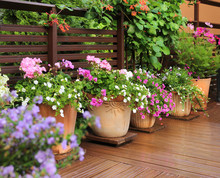 Flower Pots On Wooden Terrace