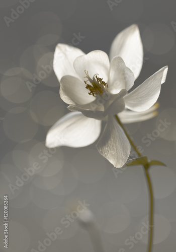 Tapeta ścienna Biały akelei (aquilegia) - karta żałobna