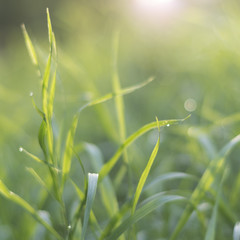 Natural green background with selective focus on the grass with sunny beams, at the park, summer morning